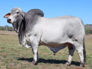 LANCEFIELD M ASSETT 8344/M (IVF) (PP)