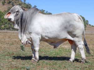 LANCEFIELD M FIRSTHAND 8576M (H)