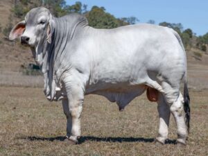 LANCEFIELD M FREIGHTLINER 8552M (PS)