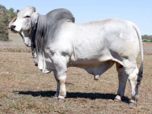 LANCEFIELD M LATITUDE 8547M (H)