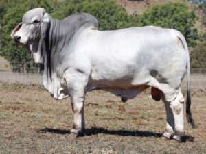 LANCEFIELD M LEVERAGE 8544M (H)