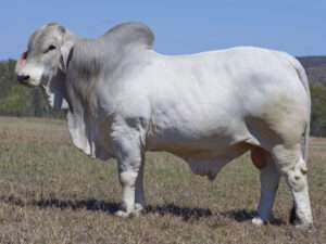 LANCEFIELD S DROVER 6719/1 (PS)