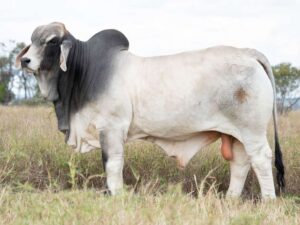 2AM STALLONE 9028 (H)