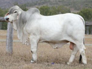 LANCEFIELD S BOURBEN 336/4/31 (PP) (COM)