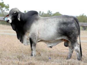 LANCEFIELD S WARRICK 6772/1 (PS)