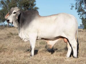 ELROSE INTEGRAL 24059 (PP) (COM)