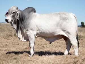 ELROSE REPEAT 24551 (PS)