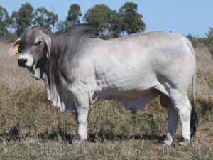 PALMAL DINGUS 2477 (PS)