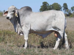 PALMAL POTRO 2813 (PP)