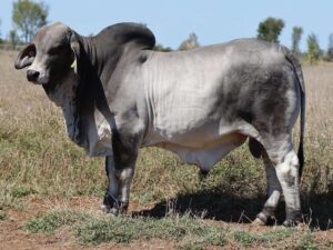 PALMAL WALTON 2496 (PS)