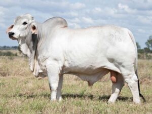 2AM PACINO 9167 (PS)