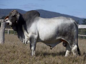 LANCEFIELD S ARCHER 6784/1 (PS)