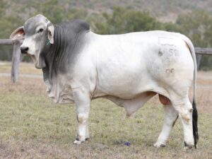 LANCEFIELD S KING GUTHO 6859/1 (PS)