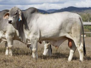 LANCEFIELD S WALLAN 6851/1 (PP)