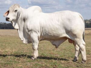 LANCEFIELD M CATALYST 8501M (H)