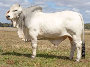 LANCEFIELD M LONGRUN 8555M (H)