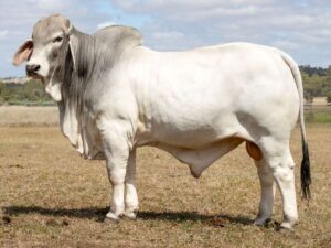 LANCEFIELD M ESPINOZA 8582M (PS)