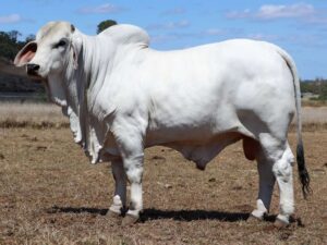 LANCEFIELD M FREIGHTCOM 8549M (PS)