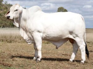 LANCEFIELD M WATERLINE 8558M (PS)