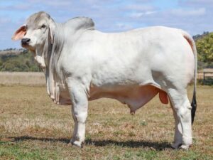 LANCEFIELD M CROYDON 8529M (PS)