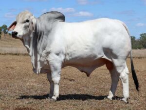 LANCEFIELD M COOLANGATTA 8378M (PP)