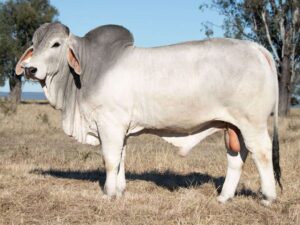 ELROSE LUCAS 24002 (PS)