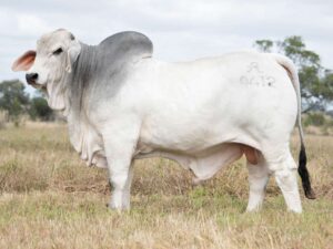 2AM BROOKS 9412 (PS)