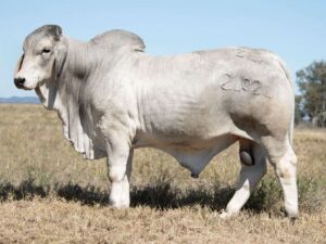 ELROSE HURLEY 24024 (H)