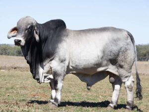 LANCEFIELD M ALGORITHM 8342M (IVF) (PS)