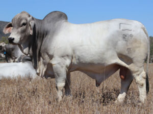 LANCEFIELD S NARDOO 5899/1 (PS)
