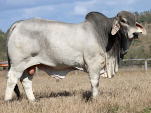 LANCEFIELD S JASPAR 6117/1 (PS)
