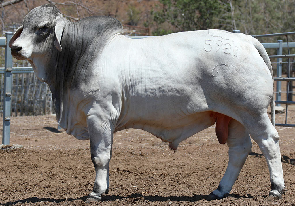 101-LANCEFIELD-M-EXCEL-5921M-LAM5921MM