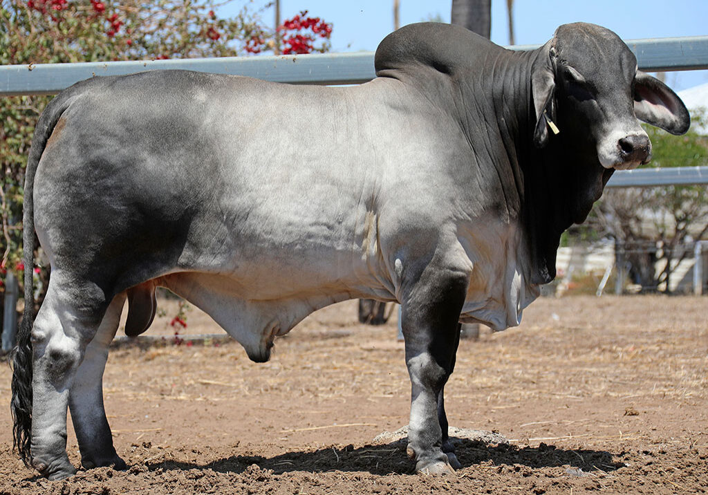 102-LANCEFIELD-M-RICHIE-6177M-LAM6177MM