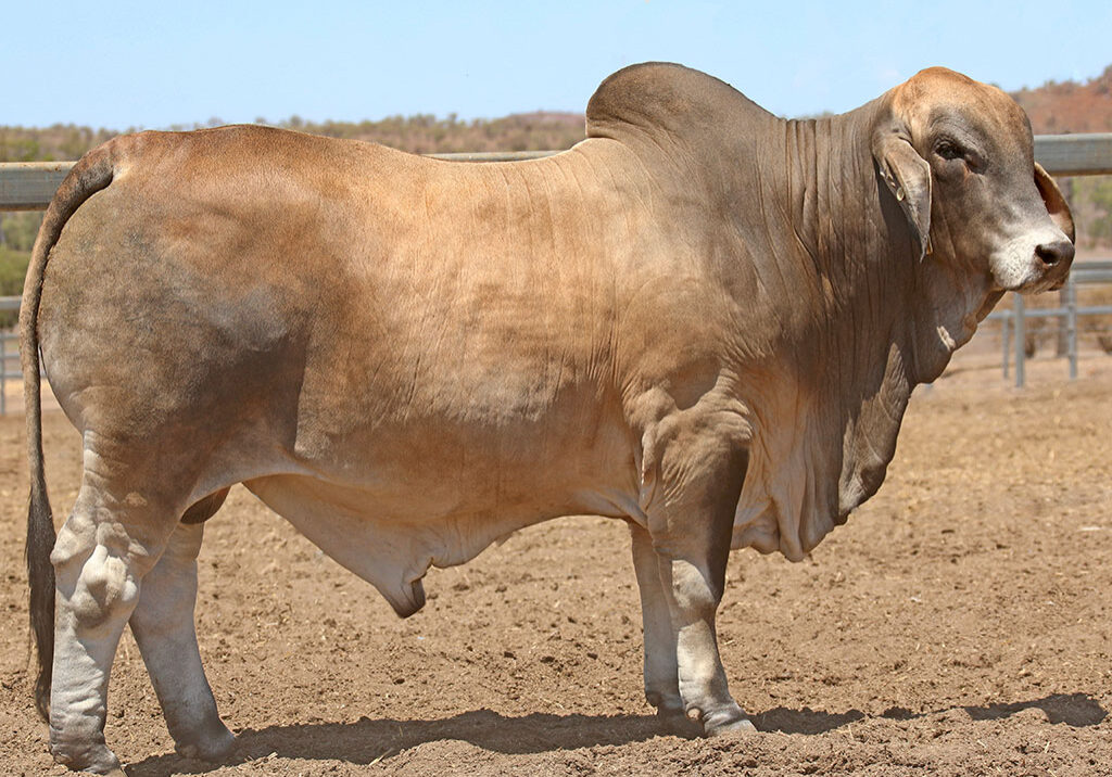 103-LANCEFIELD-M-LAWMAN-5929M-LAM5929MM