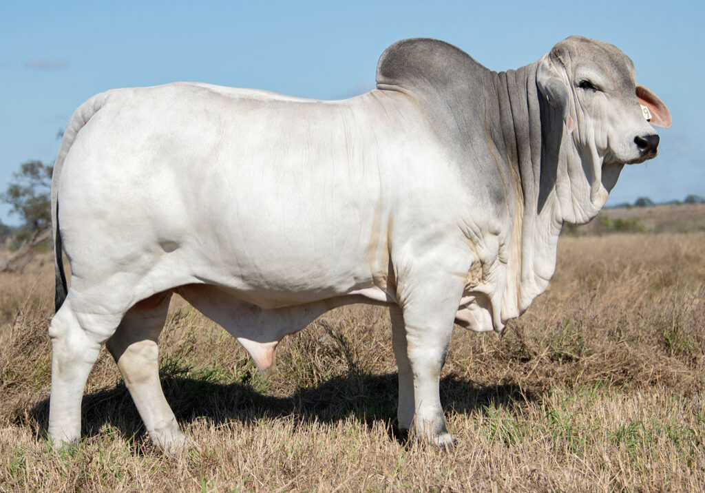 109_8079-BULL