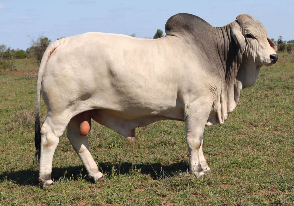 11updatedDJM1057MPALMALREWARD