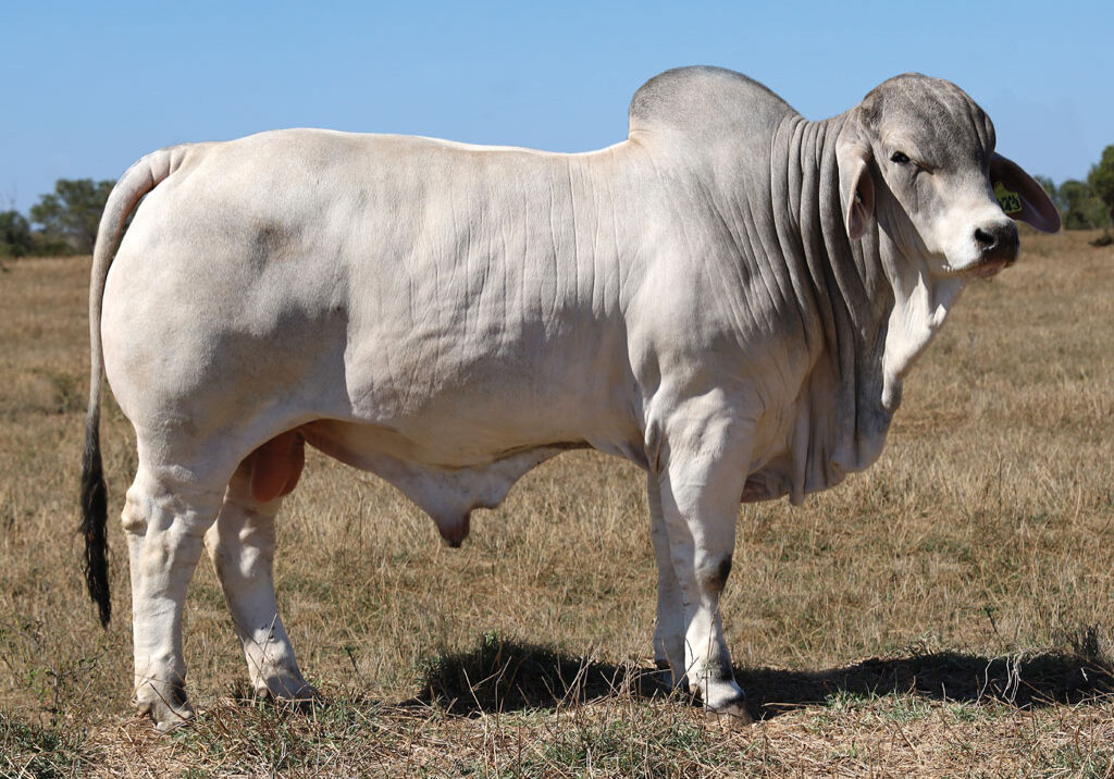 123_DJM1843M_PALMAL-1843-(COM)