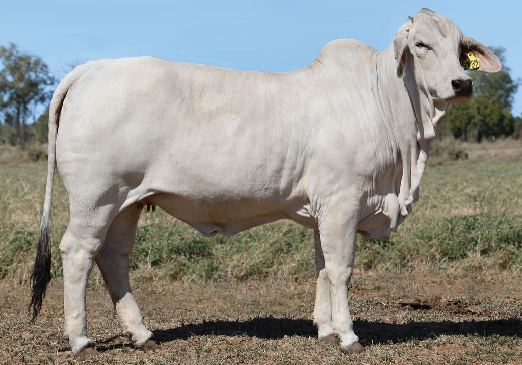 12_DJM1127M_PALMAL-GENAVIVE