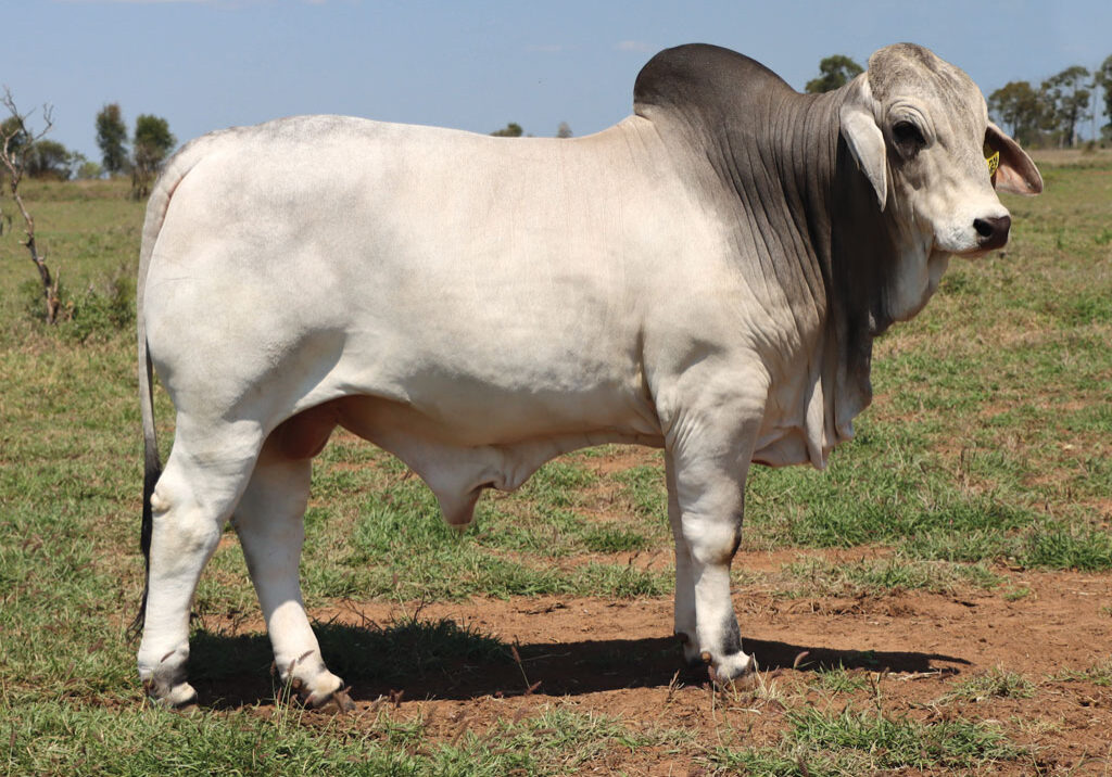 12updatedDJM1068MPALMALRADCLIFF