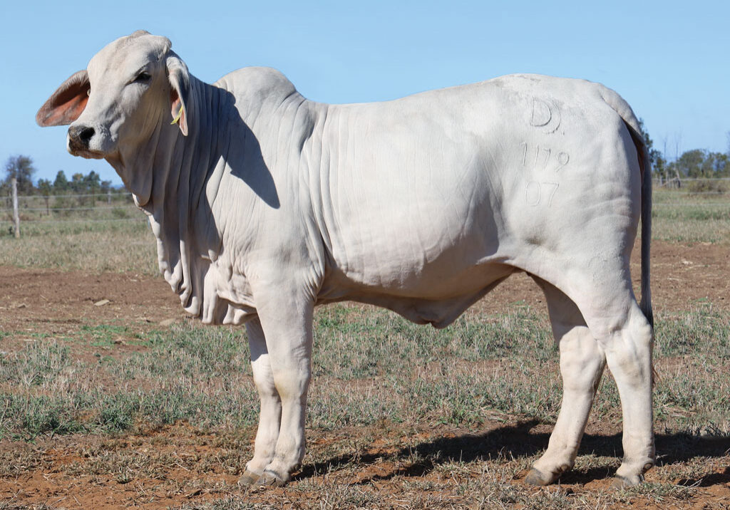 13_DJM1119F_PALMAL-STABILA