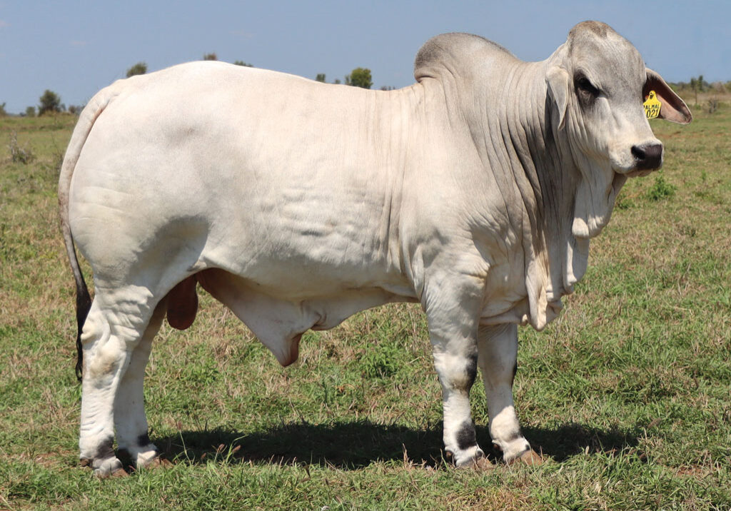 13updatedDJM1021MPALMALFORESIGHT