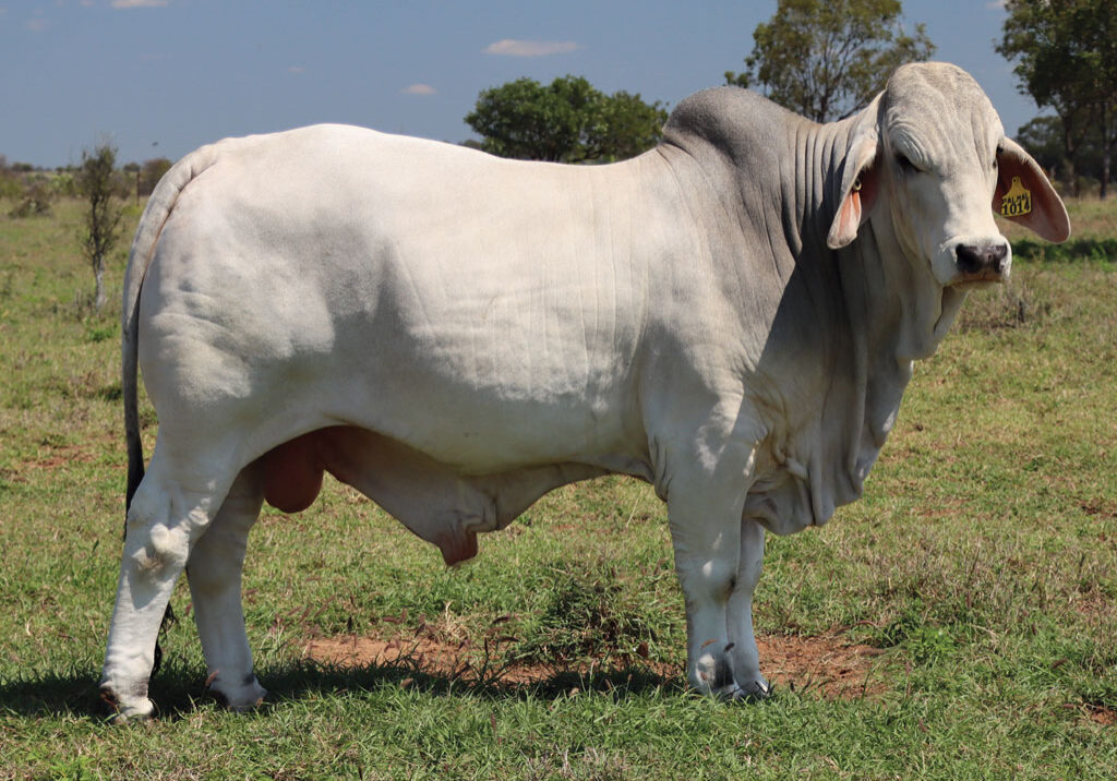 15updatedDJM1014MPALMALFRAZER