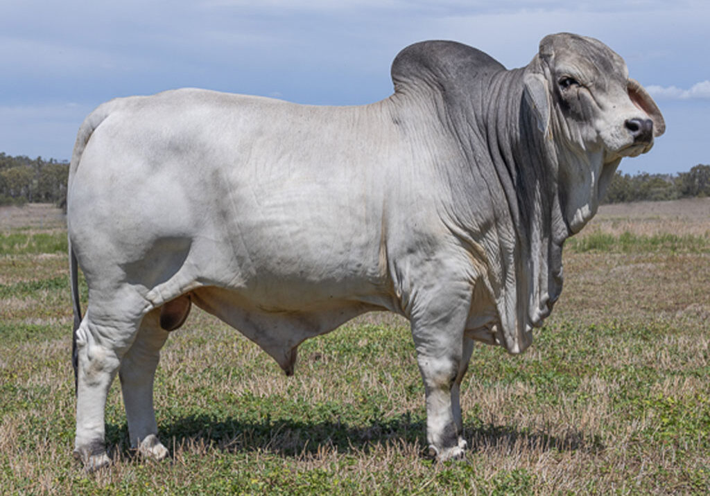 16updatedLancefieldMEGERTON7329