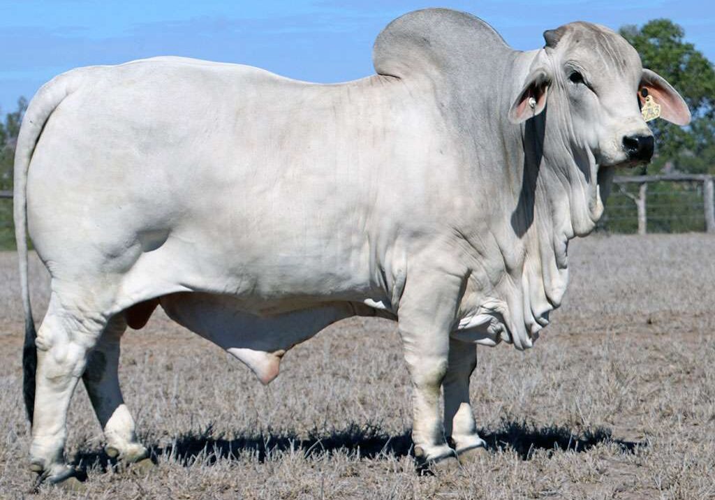 17-LANCEFIELD-S-DALTON-57431-LAS57431M