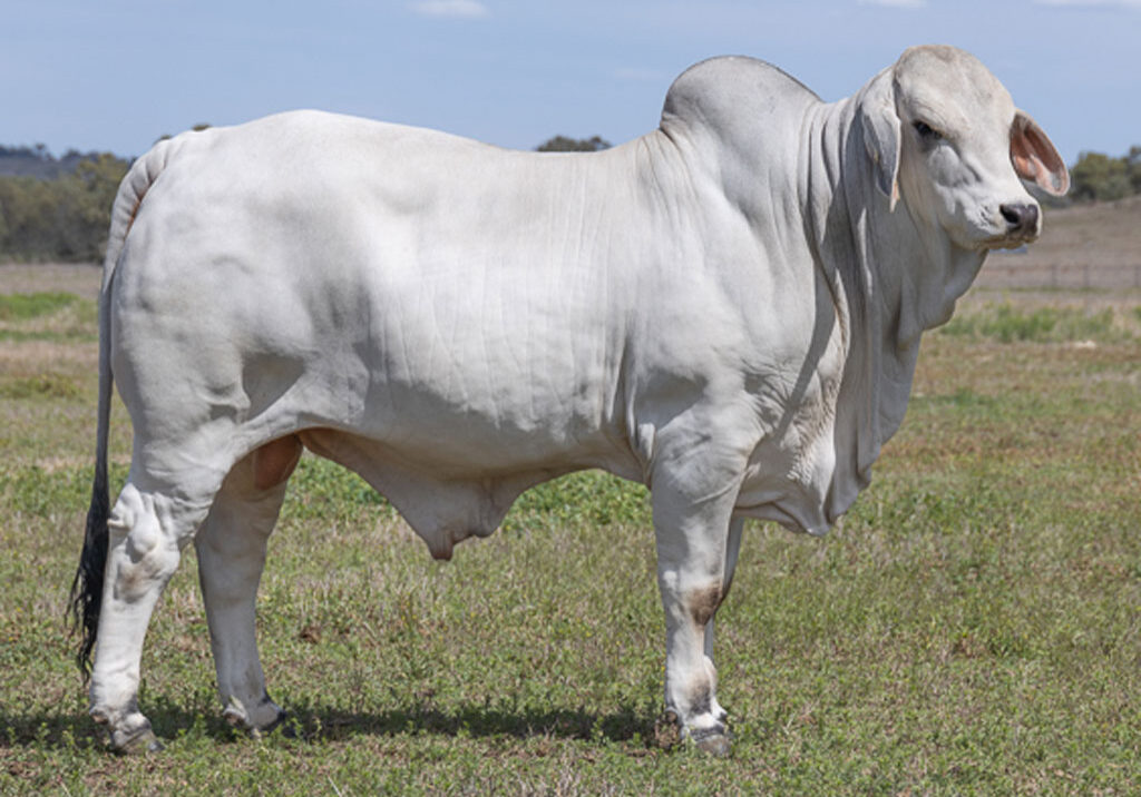 18updatedLancefieldMWOODSTOCK7125