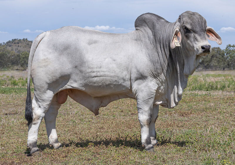 20LancefieldMCARMODY7117