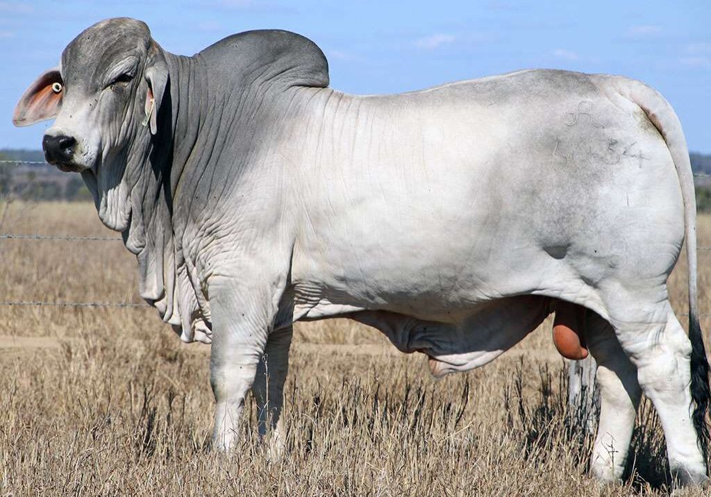 21-2AM-ELON-6434-2AM6434M