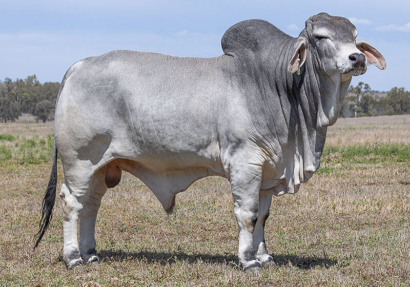 21LancefieldMCOLLINSVILLE7111