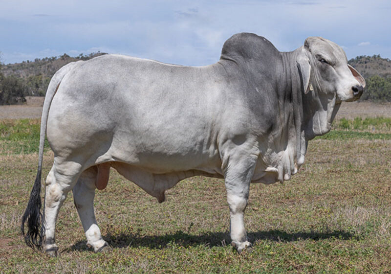 22LancefieldMLASER7132