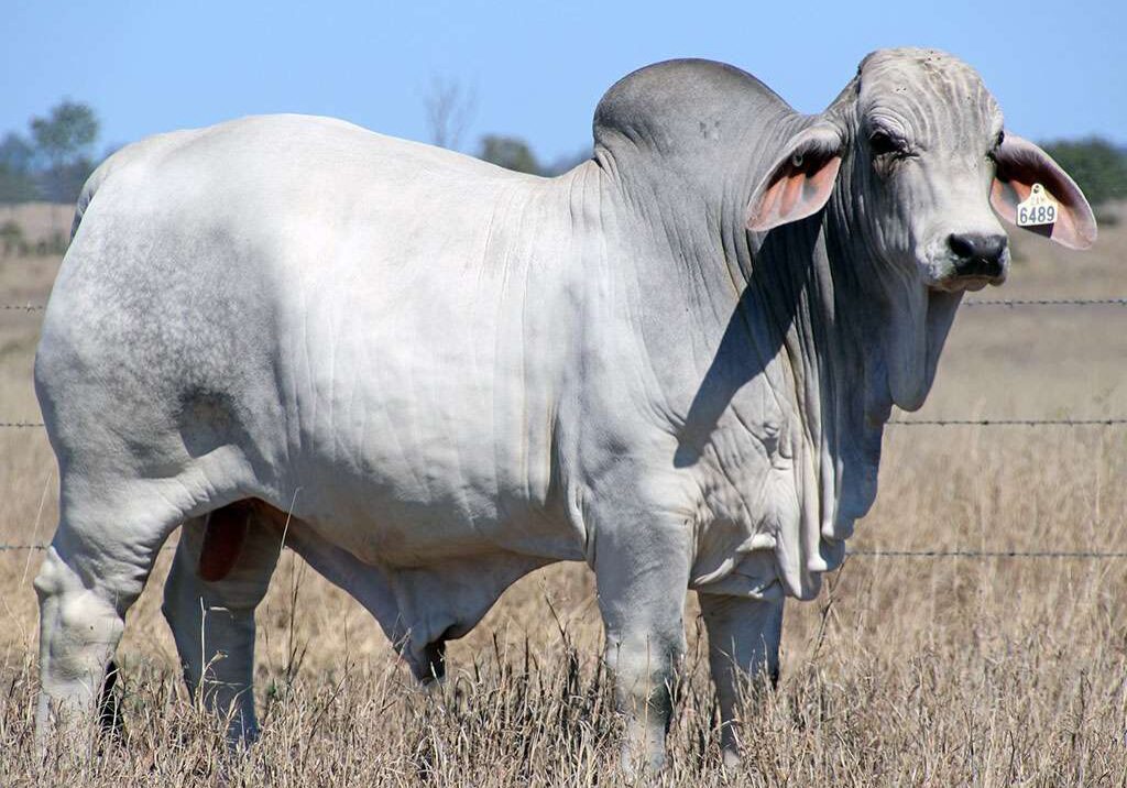 23-2AM-EMPEROR-6489-2AM6489M